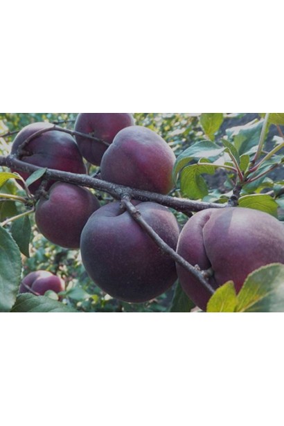 Абрикос Чорний Оксамит - темно-фіолетові плоди 